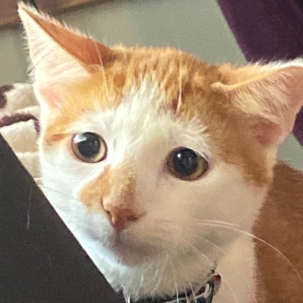 Meet your Posher, Arielle